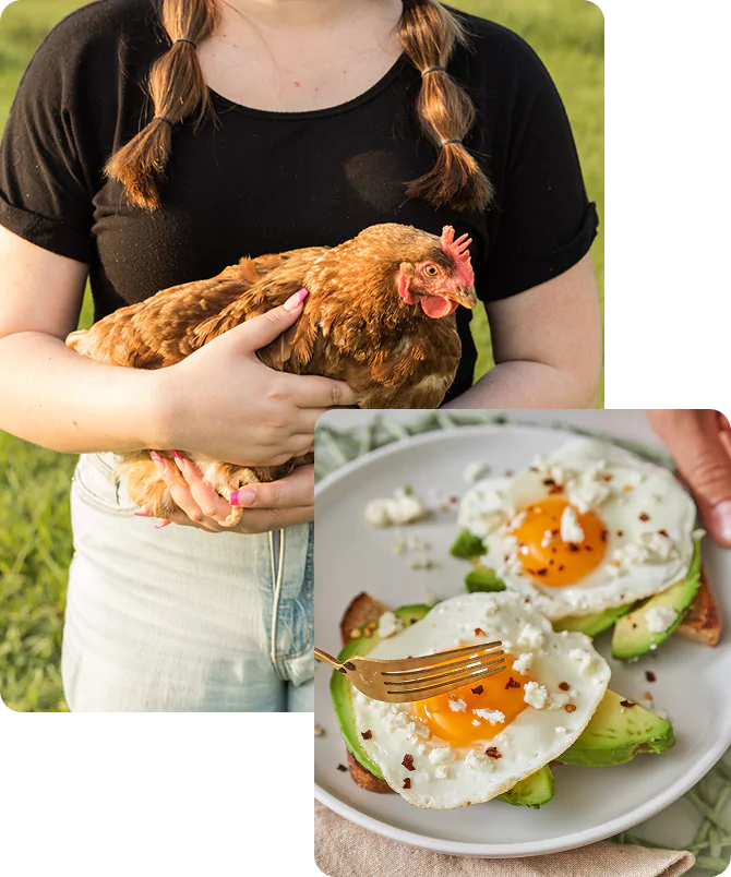 Happy Egg Hen