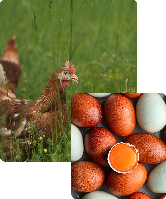 Happy Egg Hen